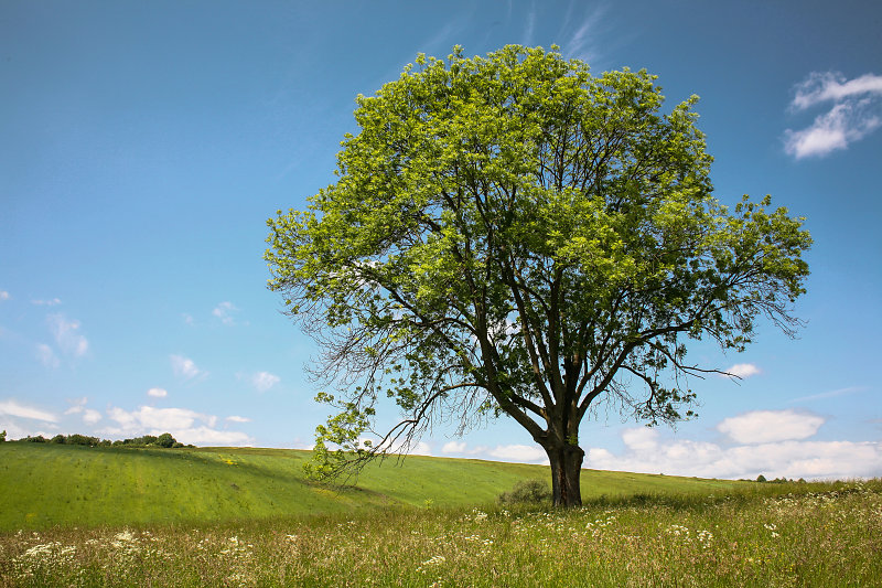 Pusovce Countryside, Slovakia - Oto Kominak Photography